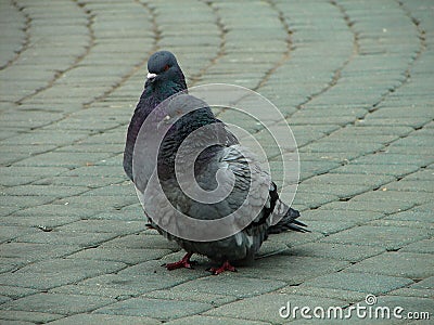 Rock pigeons in the Park during mating season. Stock Photo